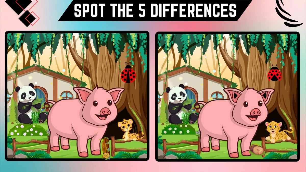 Spot the 5 Differences: Only Eagle Eyes Can Spot the 5 Differences between these Pig Images in 15 Secs