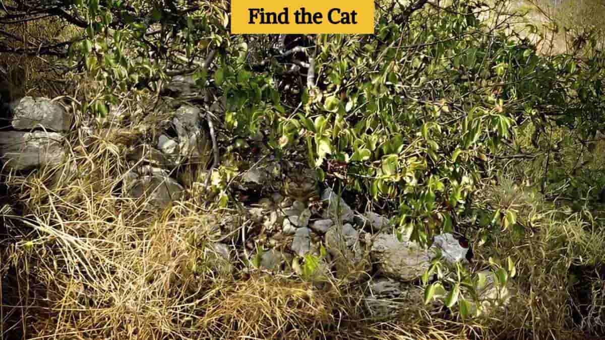 You have 20/20 vision if you can find the hidden cat in 8 seconds!