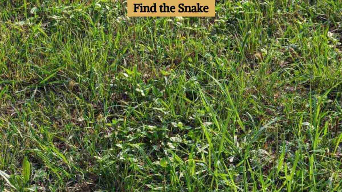 You have 20/20 vision if you can find the snake in the grass in 6 seconds!