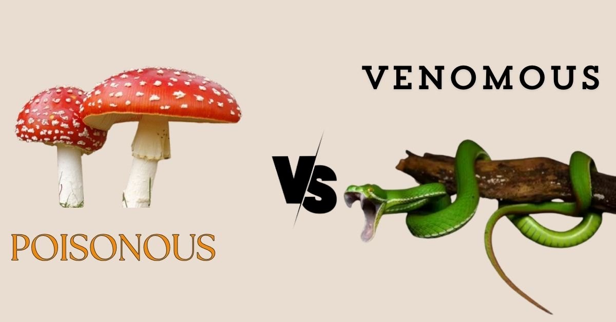 What is the Difference Between Poisonous and Venomous? Know 3 Key Dissimilarities