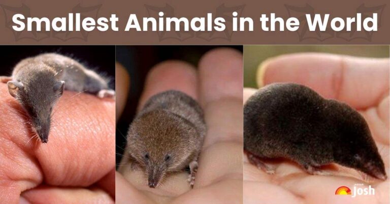 10 Smallest Animals in the World! Meet the World's Smallest Mammals