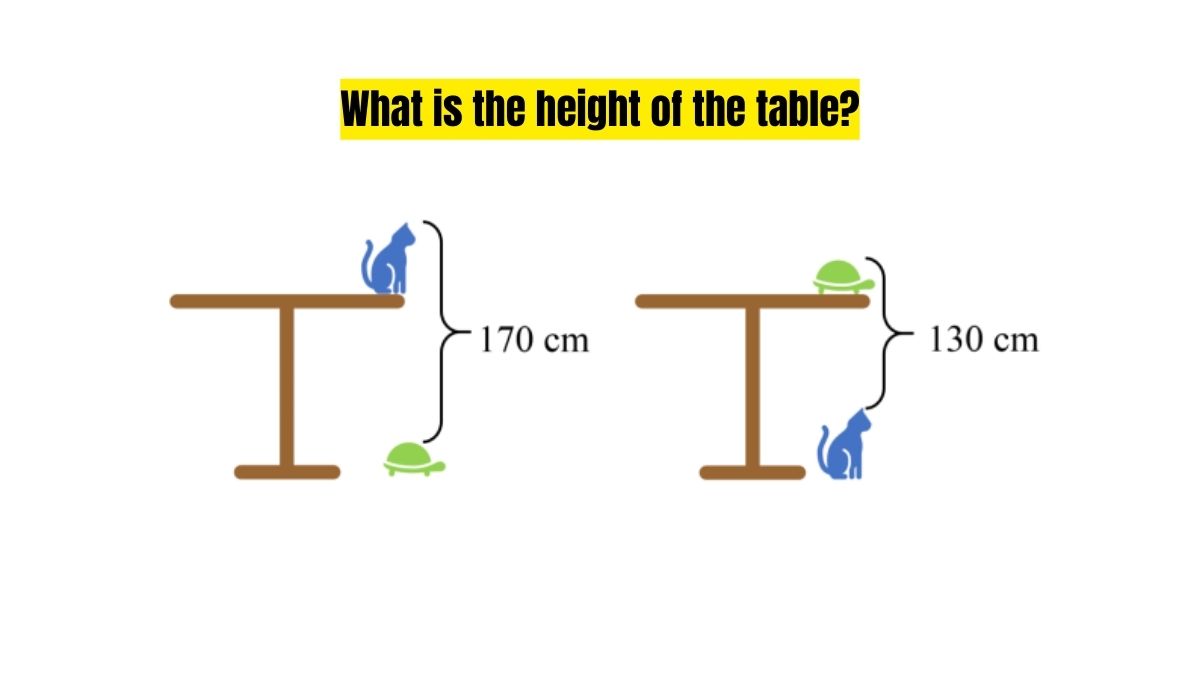 Brain Teaser IQ Test: Find The Height Of The Table In This Cat, Tortoise, and Table Puzzle In 12 Seconds!