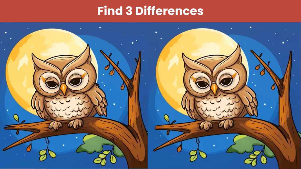 Find 3 differences between pictures of an owl sitting on a tree in 9 seconds!