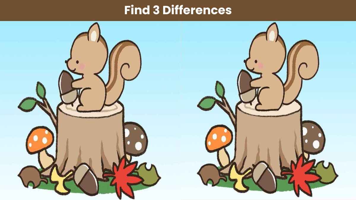 Find 3 differences between the squirrel pictures in 10 seconds!