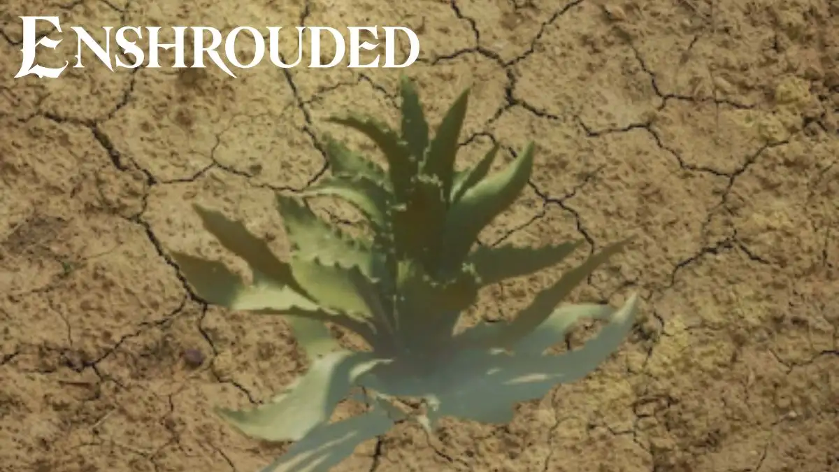 How to Find Aloe In Enshrouded? Using Aloe in Enshrouded