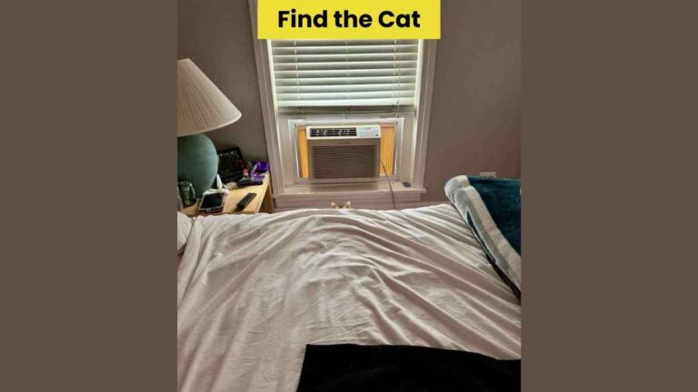 Optical Illusion: Only eagle eyes can find the hidden cat in 4 seconds!