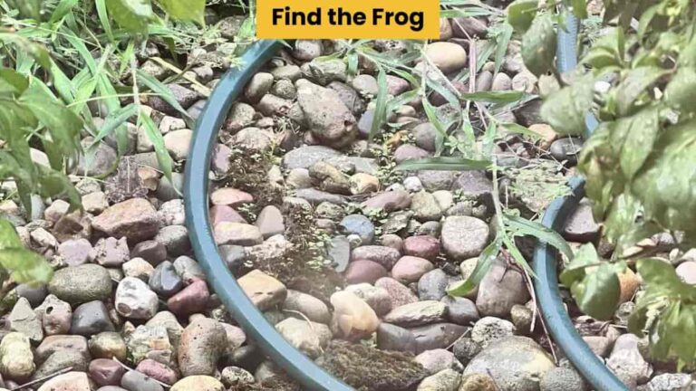 Optical Illusion: Only hawk eyes can find the hidden frog in 7 seconds!