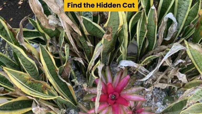 Optical Illusion: Test your visual intelligence by finding the hidden cat in 9 seconds!