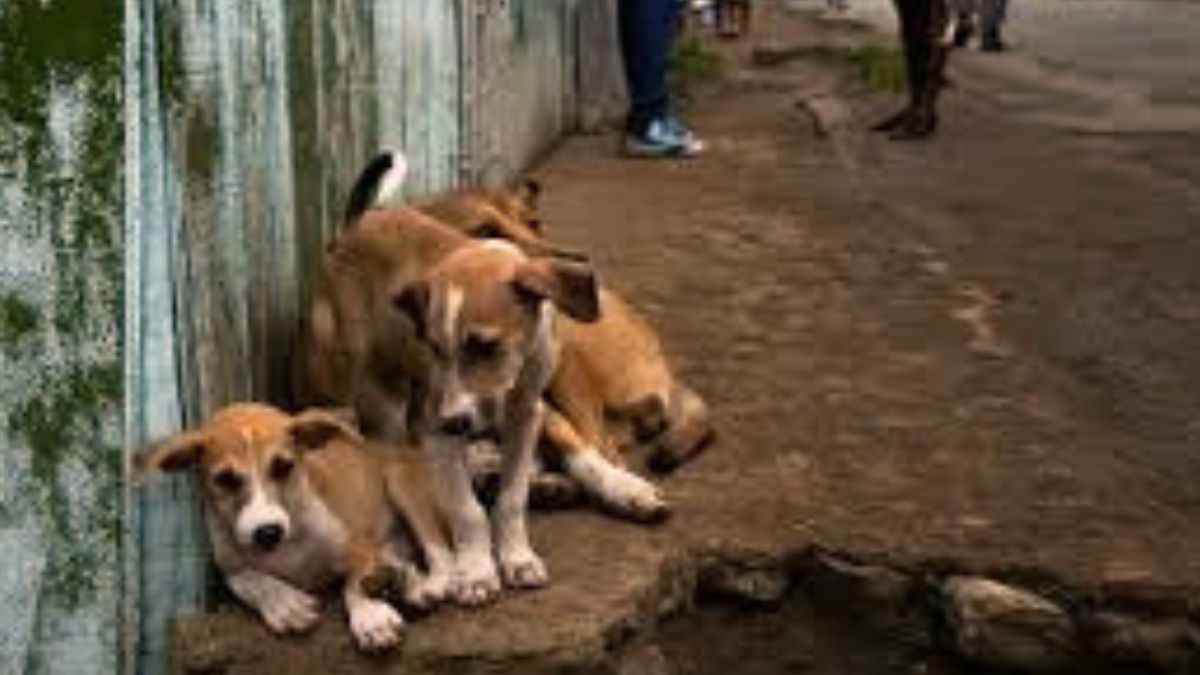 Turkey wants to kill millions of dogs. What could be the reasons?