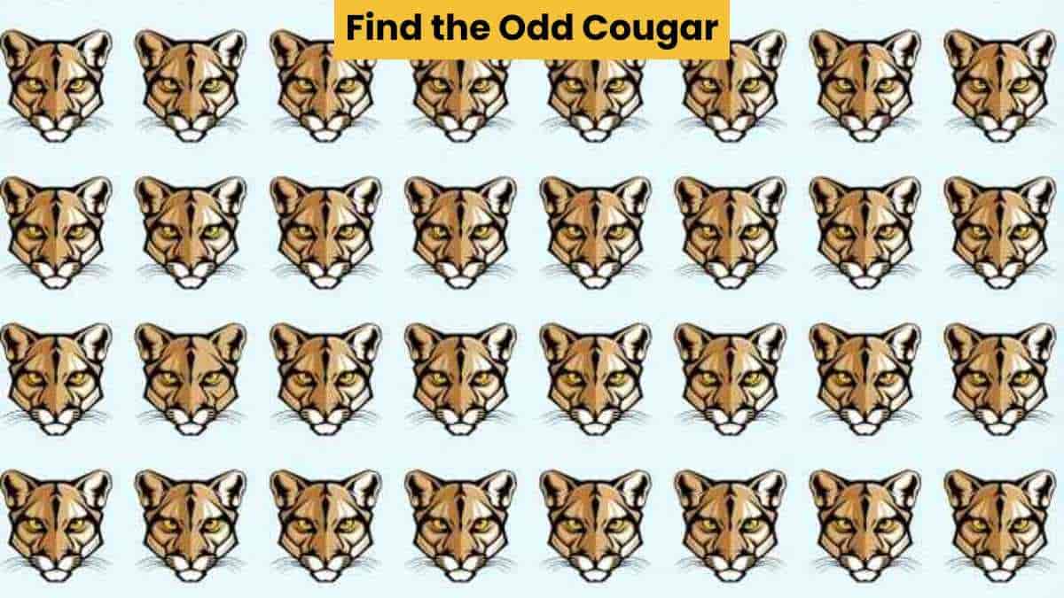 Visual Skill Test: Find the odd cougar in 4 seconds!