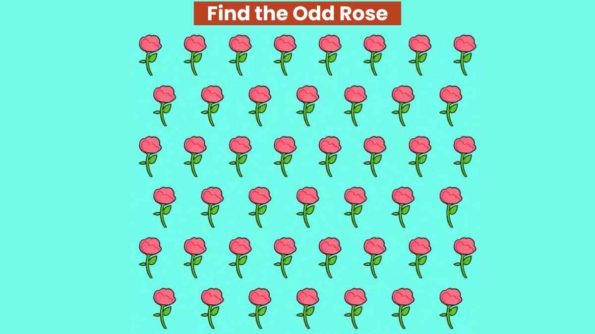 Visual Skill Test: Find the odd rose in the picture in 5 seconds!