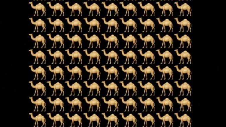 Brain Teaser IQ Test: How Sharp Are Your Eyes? Spot the Odd Camel in 5 Seconds!