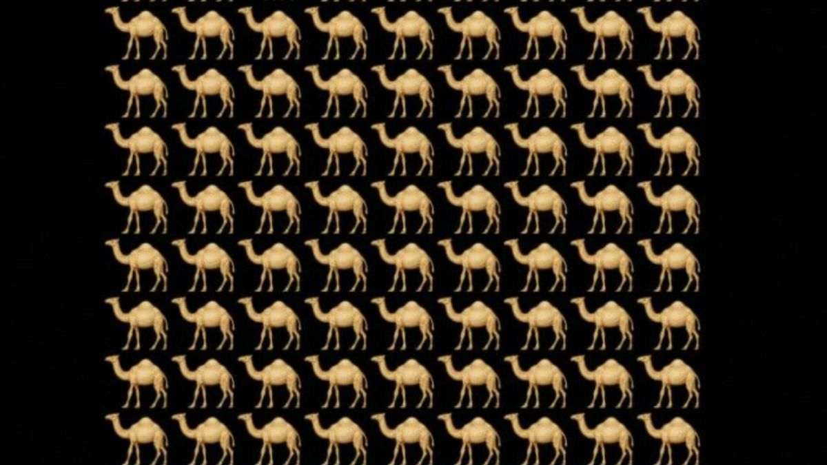 Brain Teaser IQ Test: How Sharp Are Your Eyes? Spot the Odd Camel in 5 Seconds!