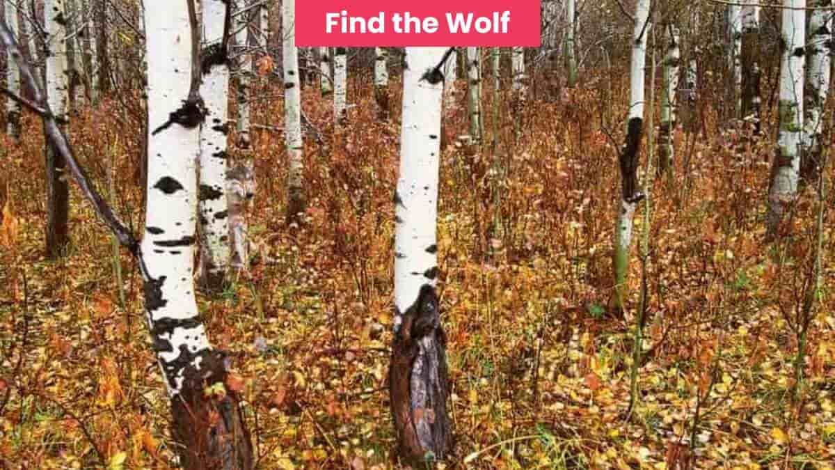 Brain Teaser: Only a hunter can spot the hidden wolf in the forest in 7 seconds!