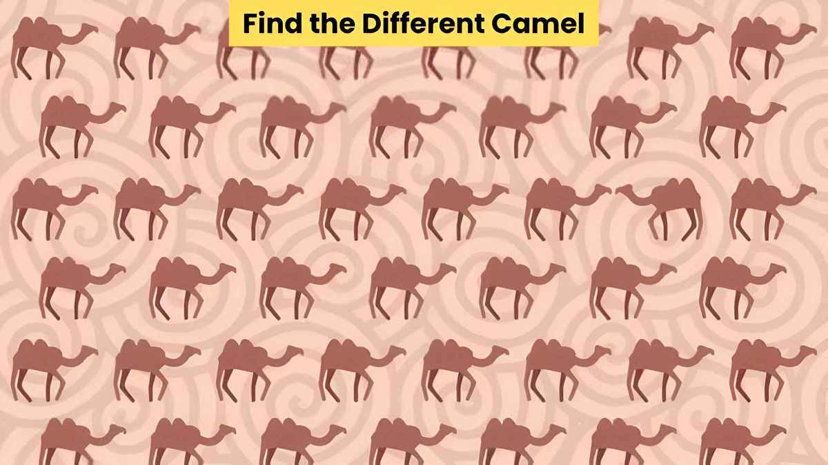 People with an IQ above 130 only can find the odd camel in the picture in 5 seconds!