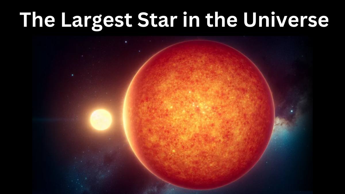 The Largest Star in the Universe: UY Scuti and Other Massive Stellar Giants