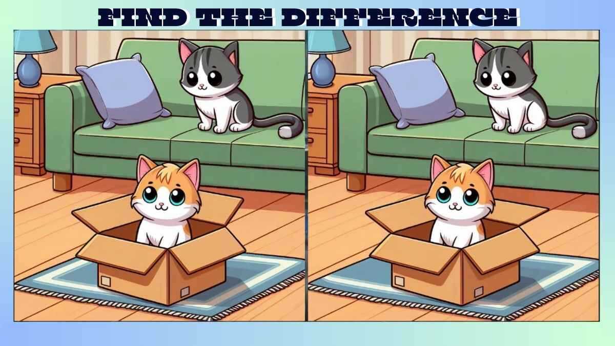 Find 3 Differences in 25 Seconds in Kitten in Box Picture