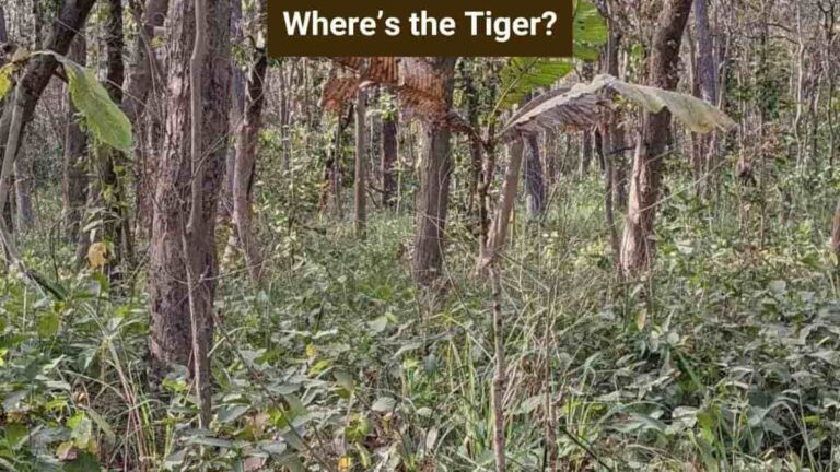 Optical Illusion: Only a puzzle champion can spot the hidden tiger in the jungle in 10 seconds!