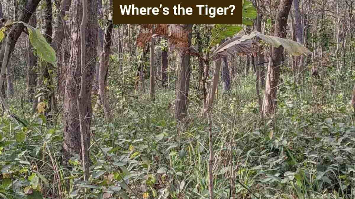 Optical Illusion: Only a puzzle champion can spot the hidden tiger in the jungle in 10 seconds!