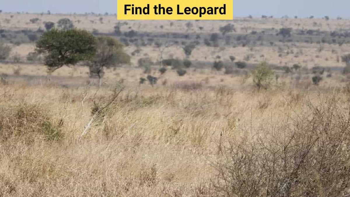 Optical Illusion: You've got hunter eyes if you can spot the leopard in 5 seconds!