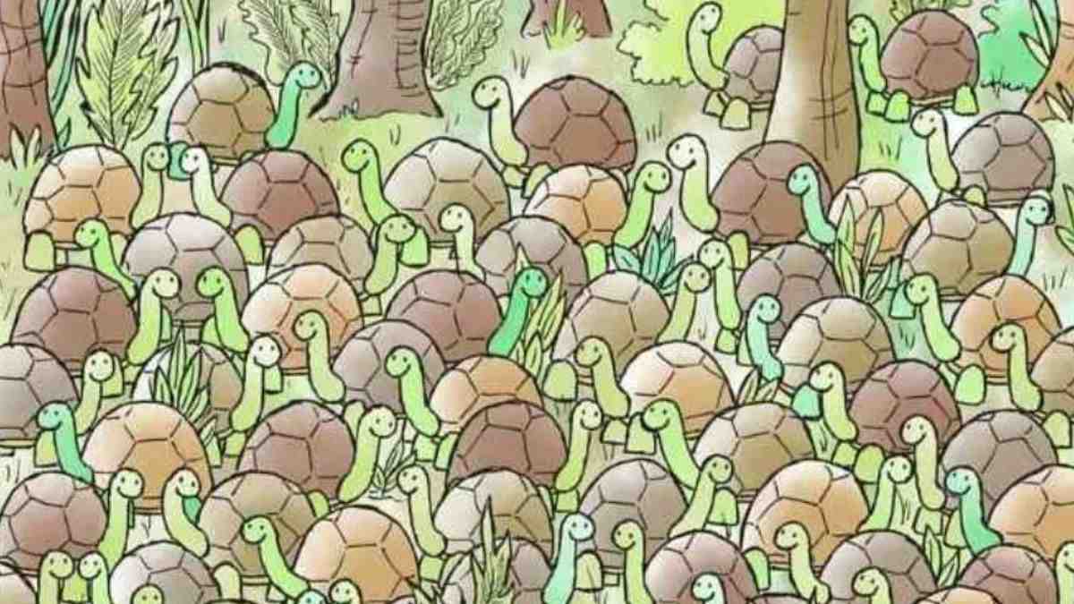 Picture Puzzle IQ Test: Spot The Snake Hidden Among Turtles In 5 Seconds!