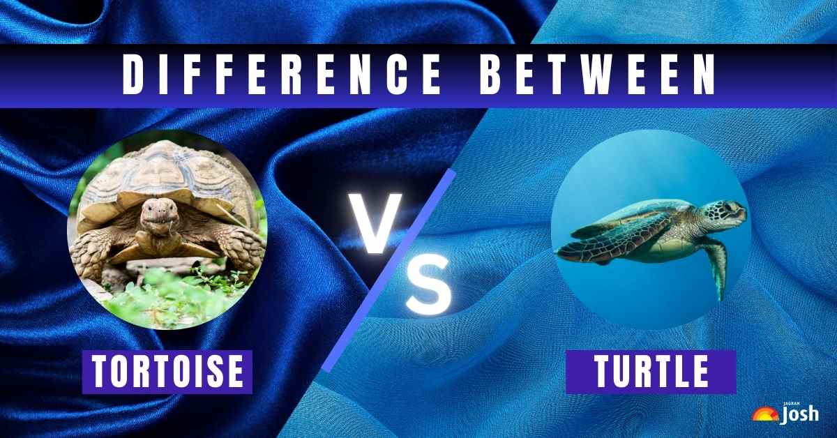 What is the difference Between Tortoise and Turtle?