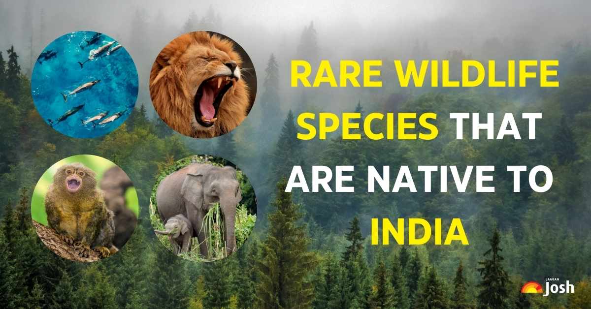 Meet 10 Rare and Fascinating Animal Species Found Only in India