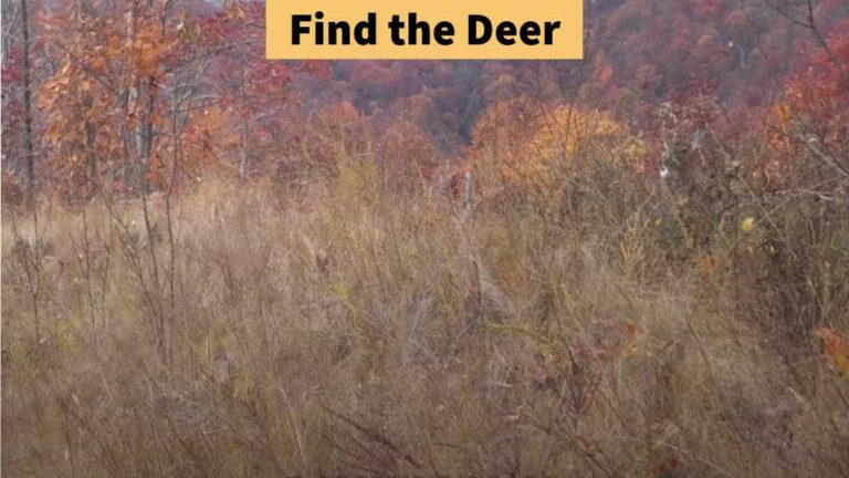 Optical Illusion – Find the deer in the forest in 7 seconds!