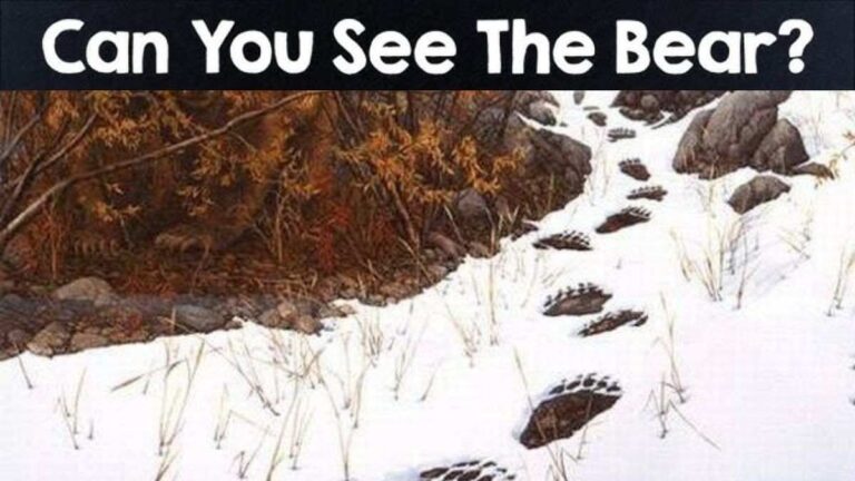 Optical Illusion IQ Test: Only 1% With Eagle Eye Vision Can Spot The Bear In 5 Seconds!