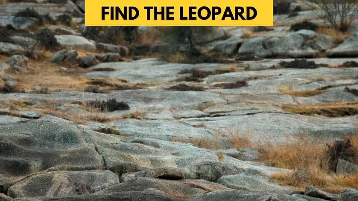 Optical Illusion IQ Test: Only 1% with hunter’s eyes can find the hidden leopard in 5 seconds!