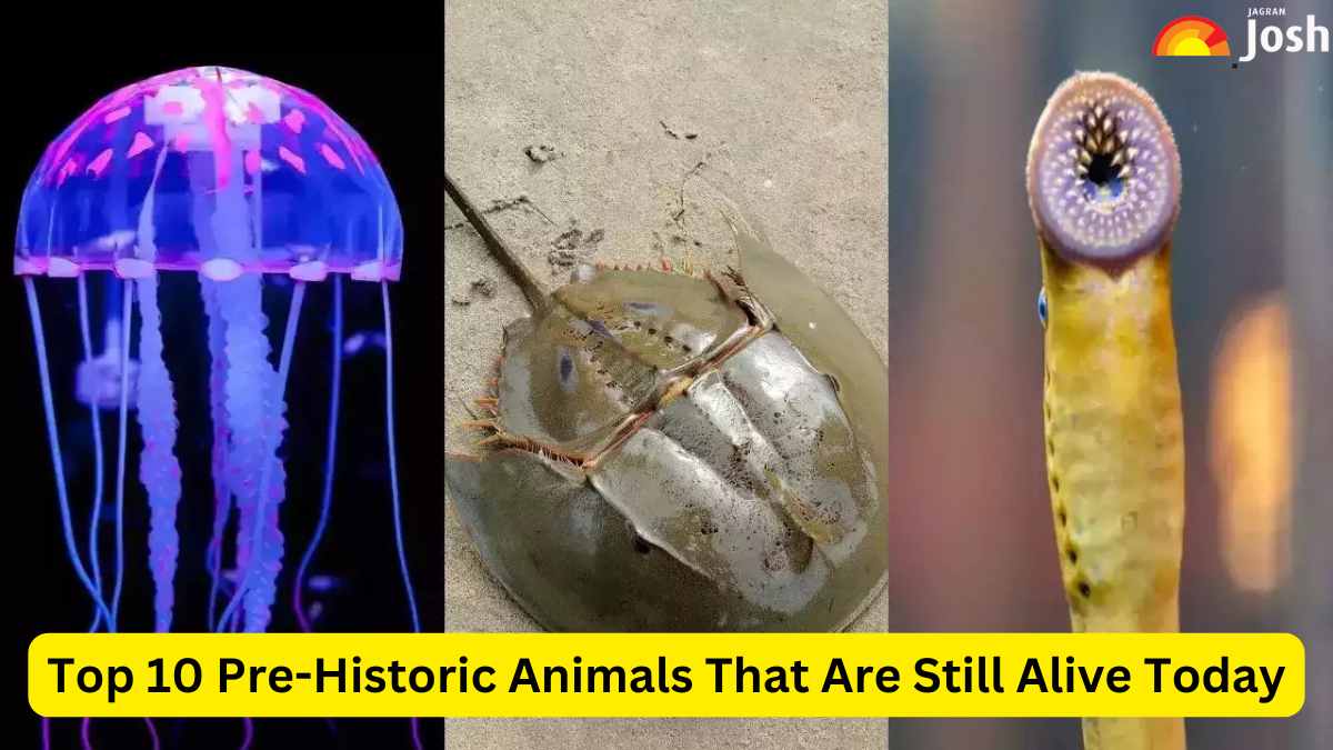 Top 10 Pre-Historic Animals That Are Still Alive Today