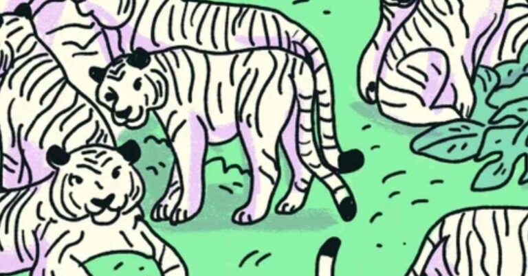 Brain Teaser IQ Test: Only the Mentally Sharp Can Find the Zebra Among Tigers in 3 Seconds