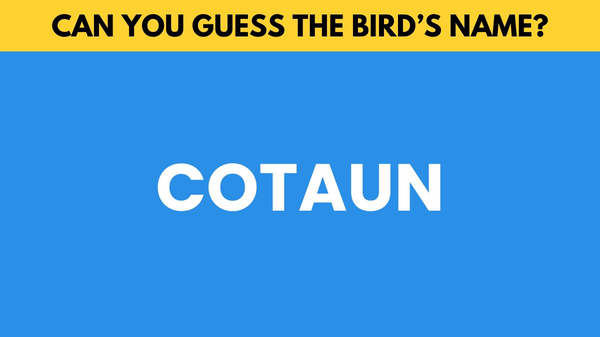 IQ Test: Guess the bird’s name in 5 seconds!