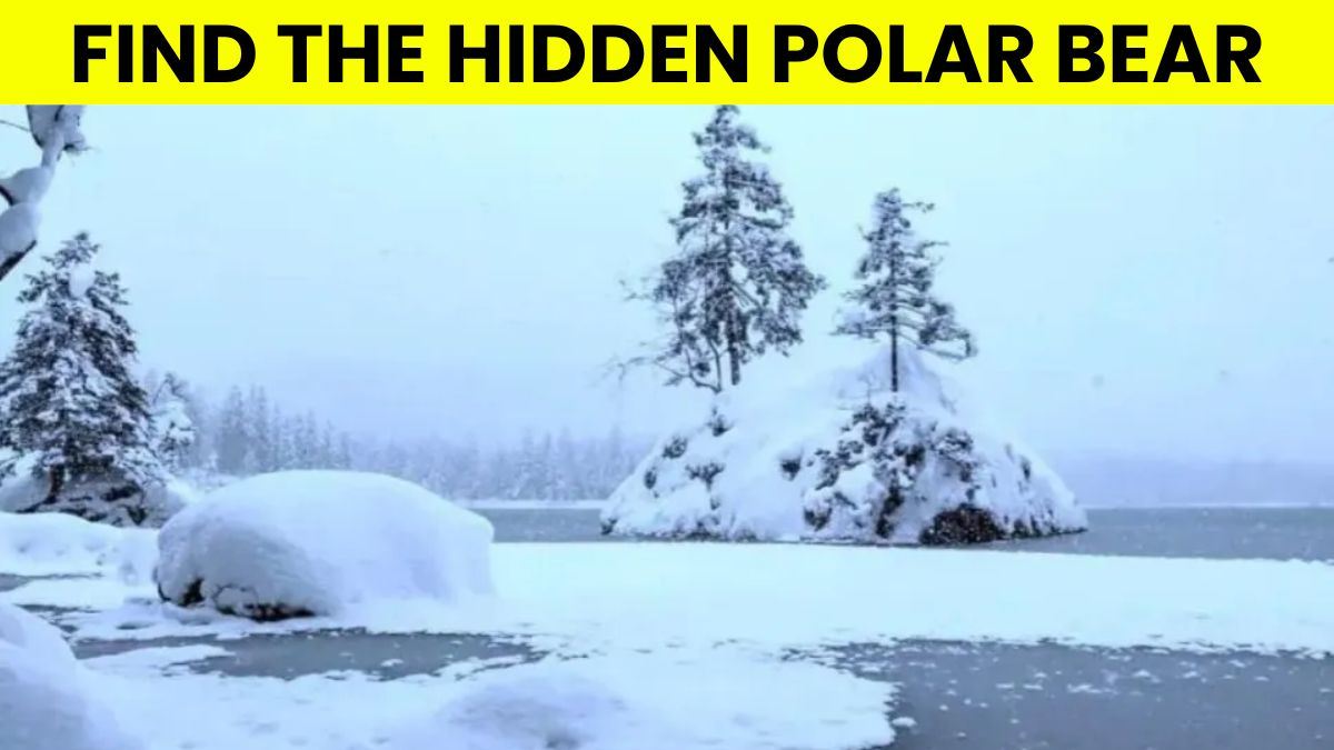 Optical Illusion IQ Test: Only 2% With Keen Vision Can Spot The Polar Bear In 5 Seconds!