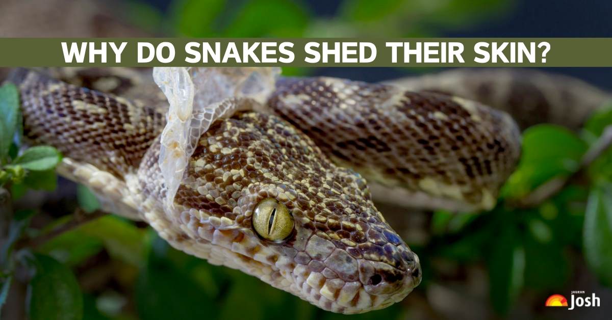 What Causes Snakes to Shed Their Skin? Why Is It Essential For Their Survival?