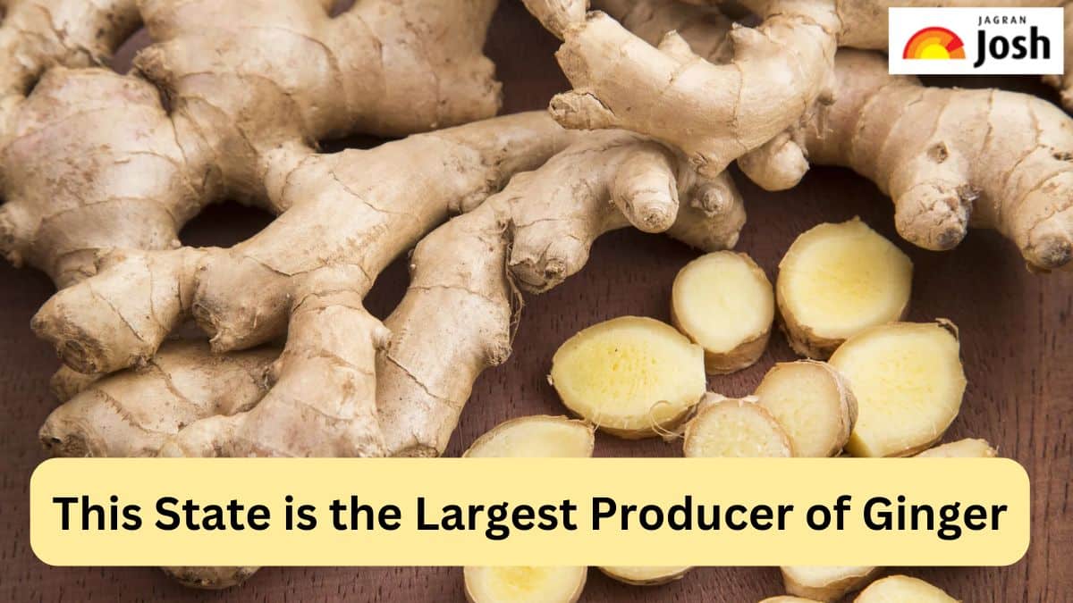 Which State is the largest Producer of Ginger in India, Check Here