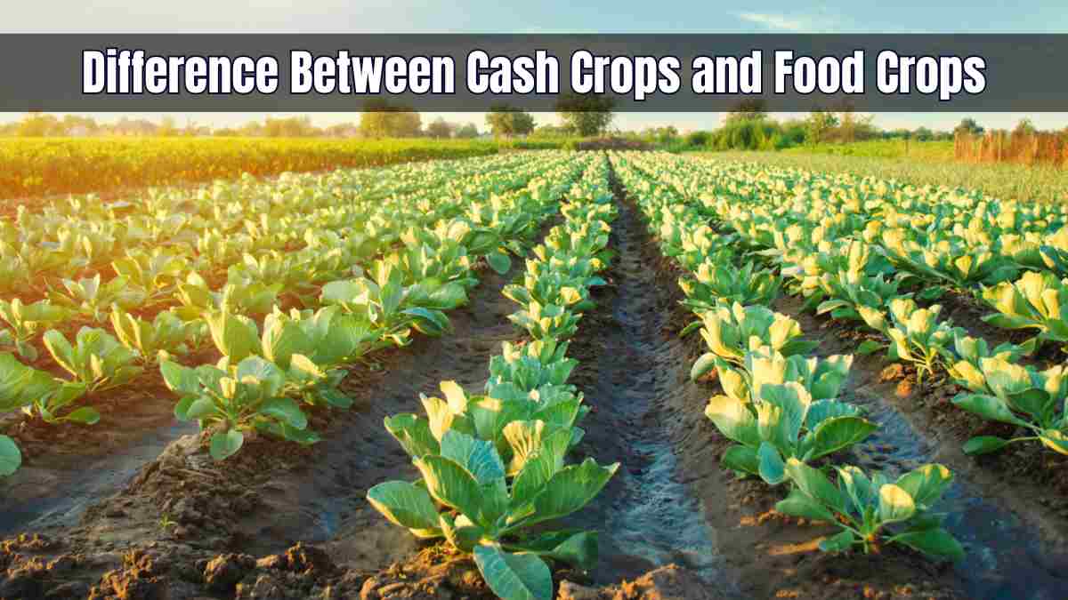 Difference Between Cash Crops and Food Crops