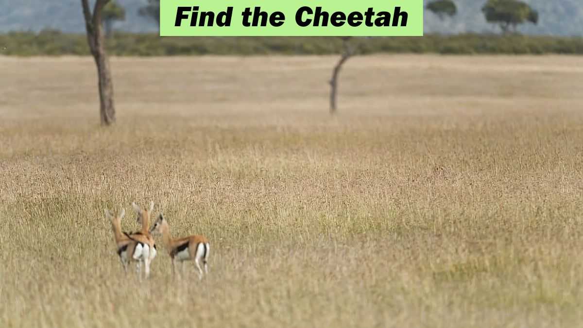 Optical Illusion: Find the cheetah among the gazelles in 11 seconds!