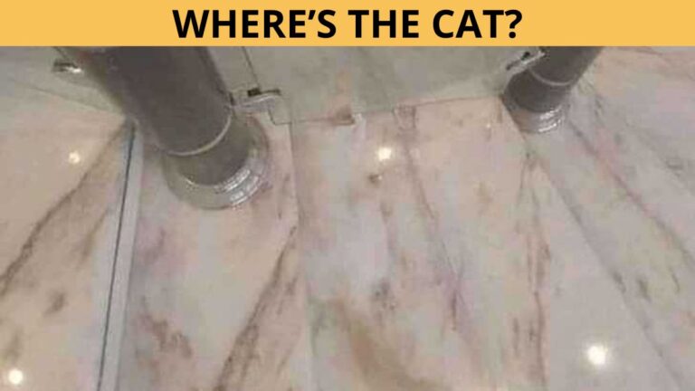 Optical Illusion: Find the hidden cat in the picture in 5 seconds!