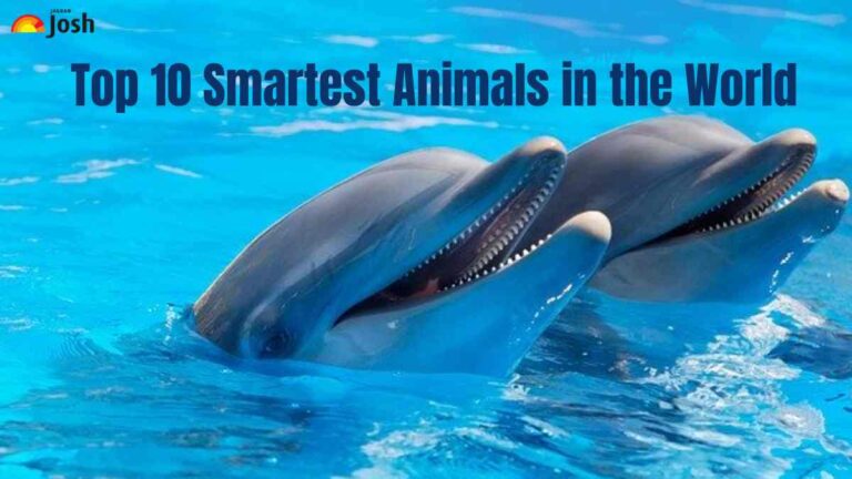 Top 10 Smartest Animals in the World