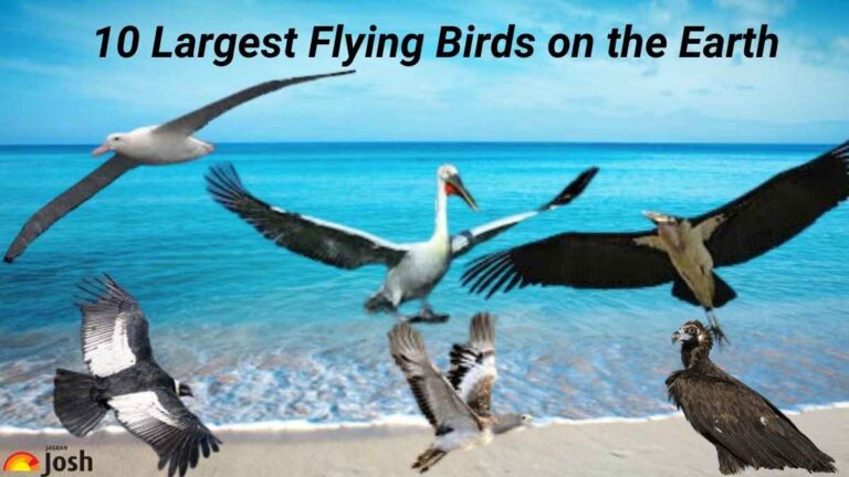 List of 10 Largest Flying Birds on the Earth