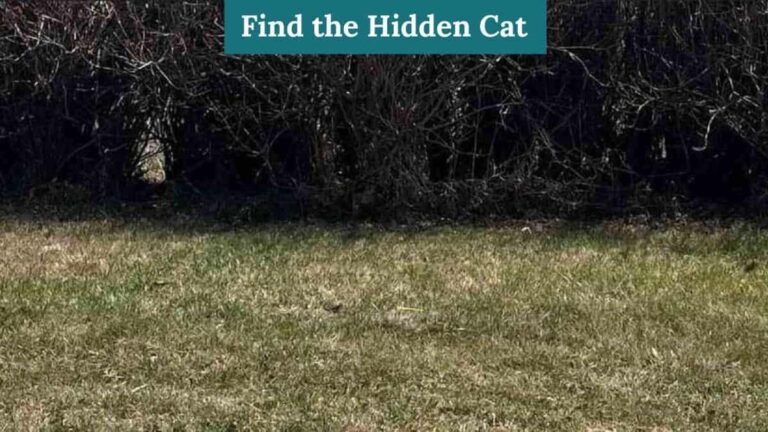 Only someone with sharp eyes and 130+ IQ can find the hidden cat in 7 seconds!