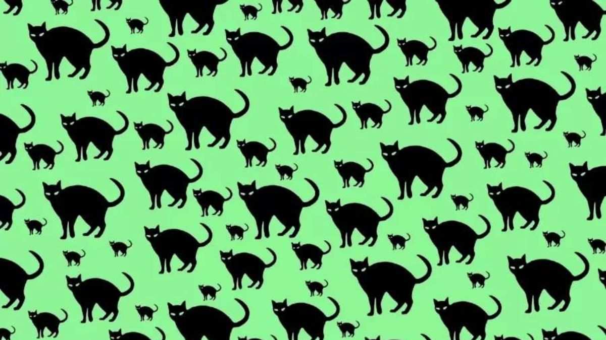 Optical Illusion Challenge: Spot The Sneaky Rat Hidden Among Cats In This Image! You Have 5 Seconds!