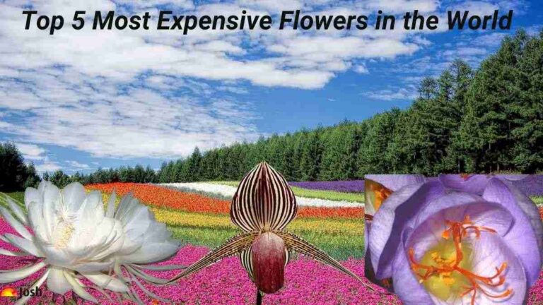 Top 5 Most Expensive Flowers in the World