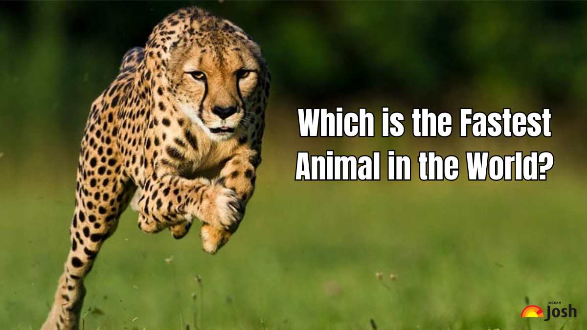 Which is the Fastest Animal in the World?