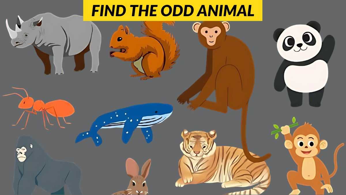 You have a high IQ if you can find the odd animal in 3 seconds!