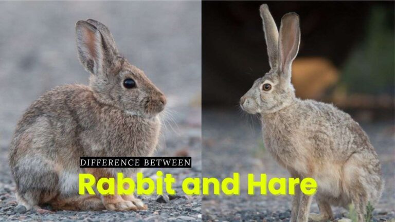 Difference Between Rabbit and Hare