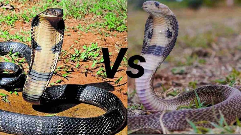 King Cobra vs Indian Cobra: Find out the differences in size, venom strength, habitat, and behaviour