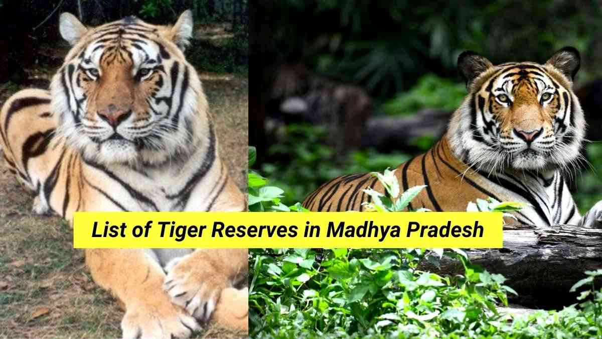 List of Tiger Reserve in Madhya Pradesh