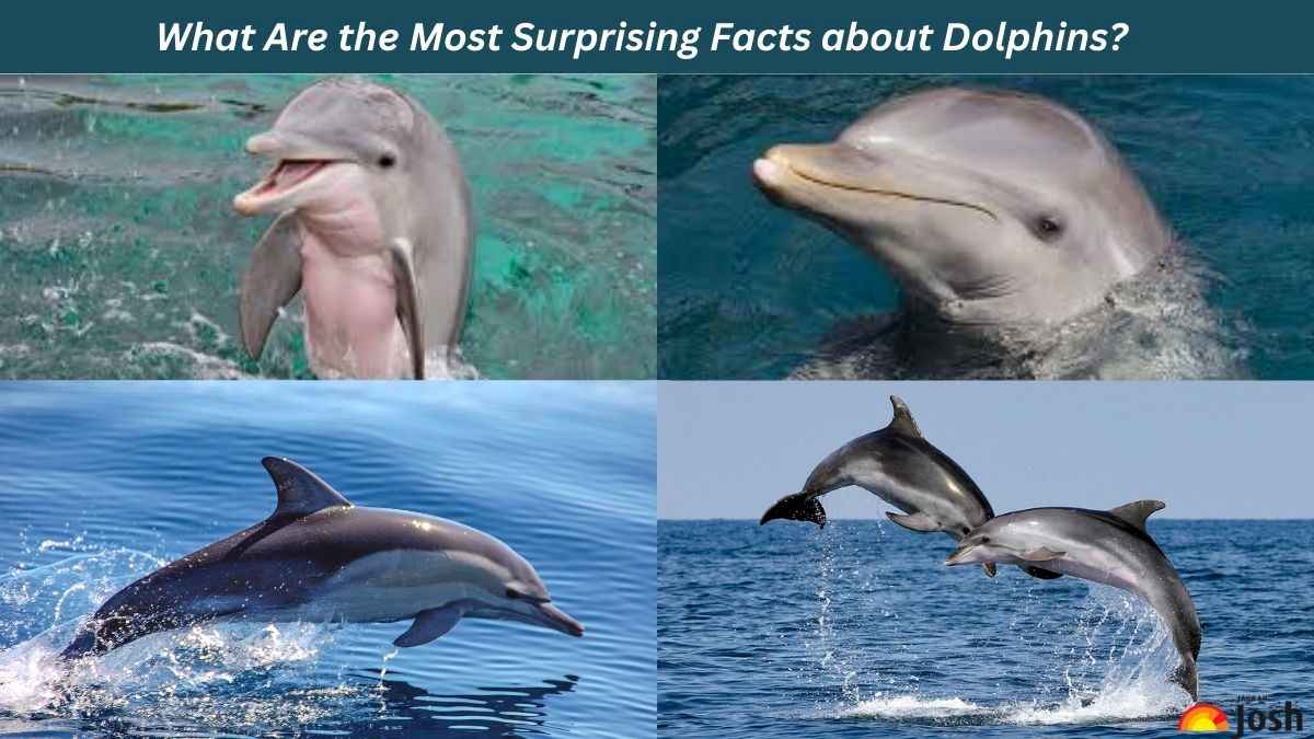 What Are the Most Surprising Facts About Dolphins? All you need to know